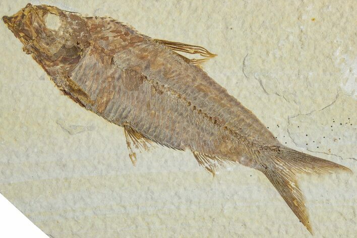 Detailed Fossil Fish (Knightia) - Wyoming #227453